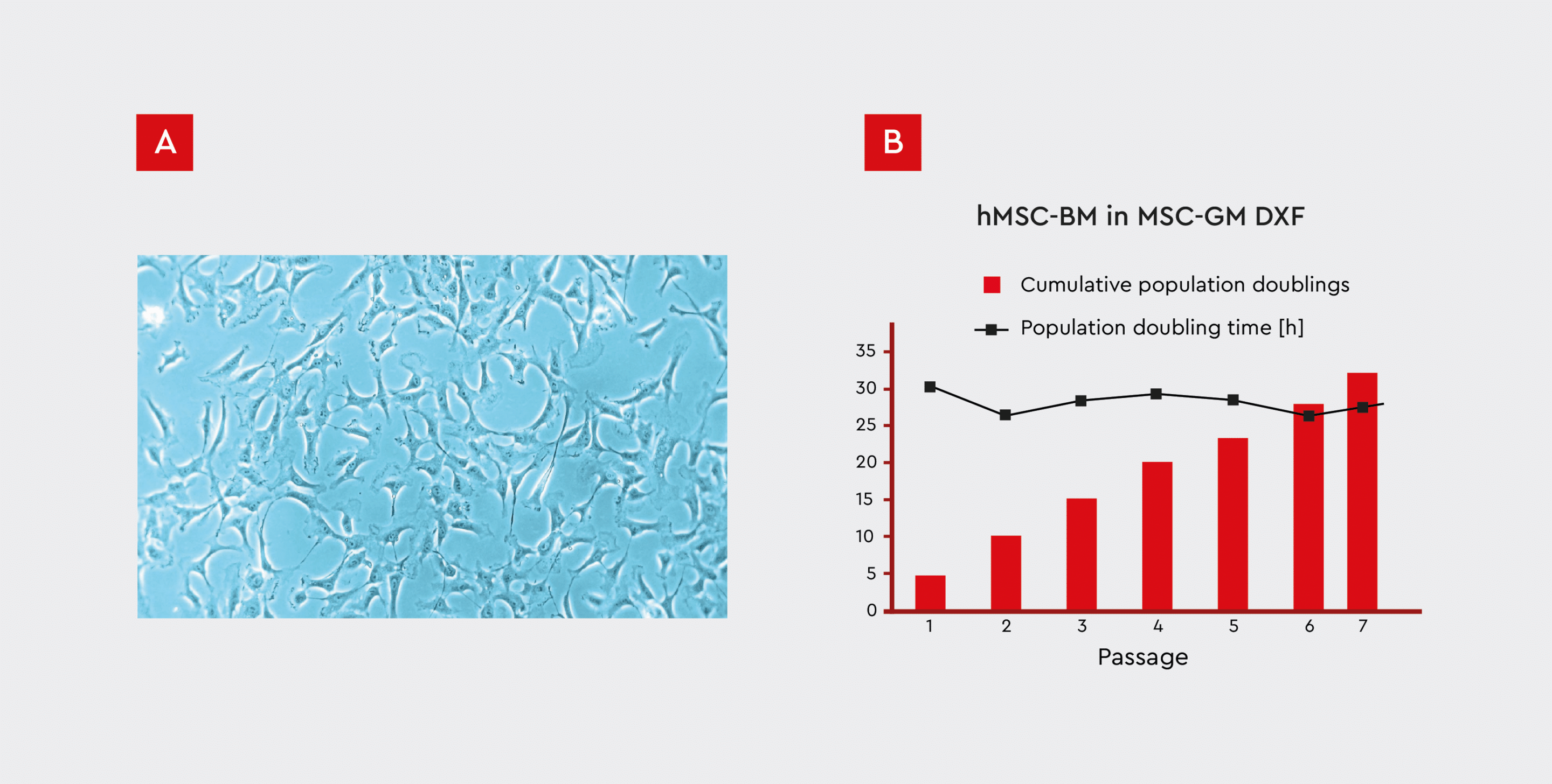 Growth performance of PromoCell human MSCs from bone marrow cultured on fibronectin-coated plates with a xeno-free medium. It demonstrates stable and efficient cell proliferation, with a doubling time of less than 30 hours over 7 passages and 32 population doublings.