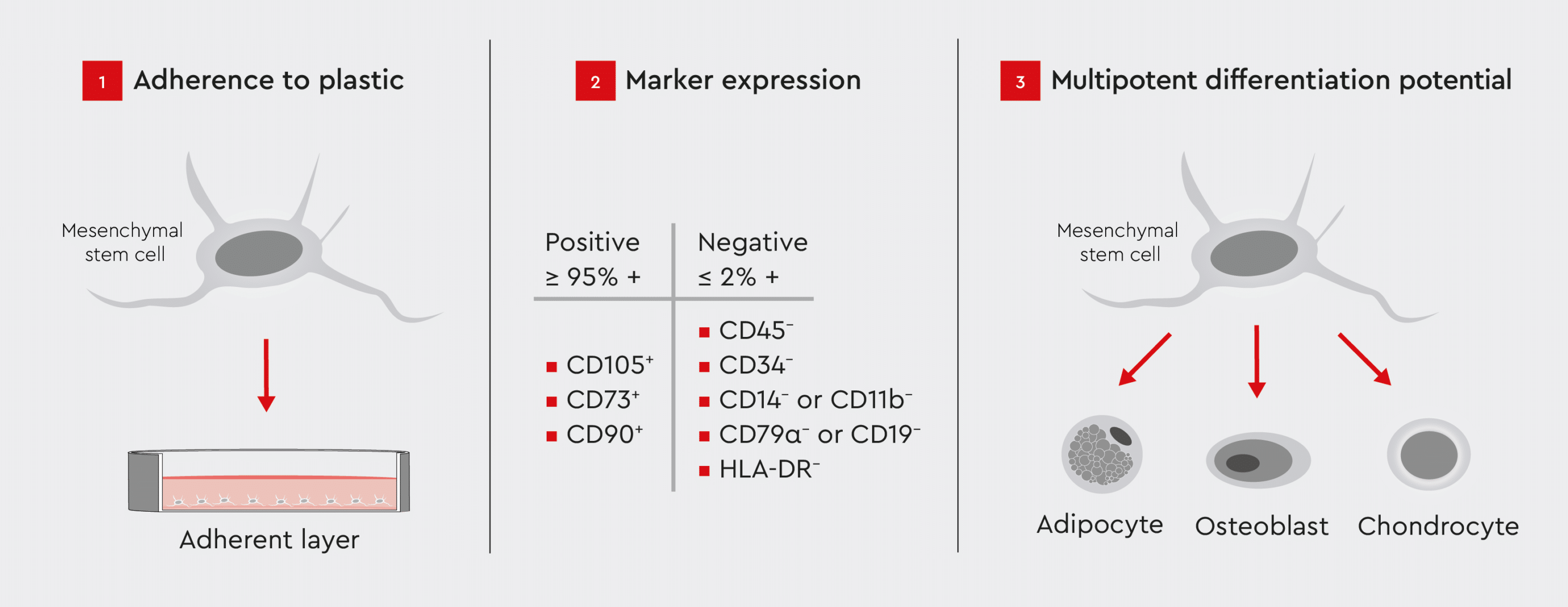 Overview of the International Society for Cellular Therapy (ISCT) criteria for identifying mesenchymal stem cells (MSCs) for research purposes including adherence to plastic, surface marker expression , and multipotent differentiation potential.
