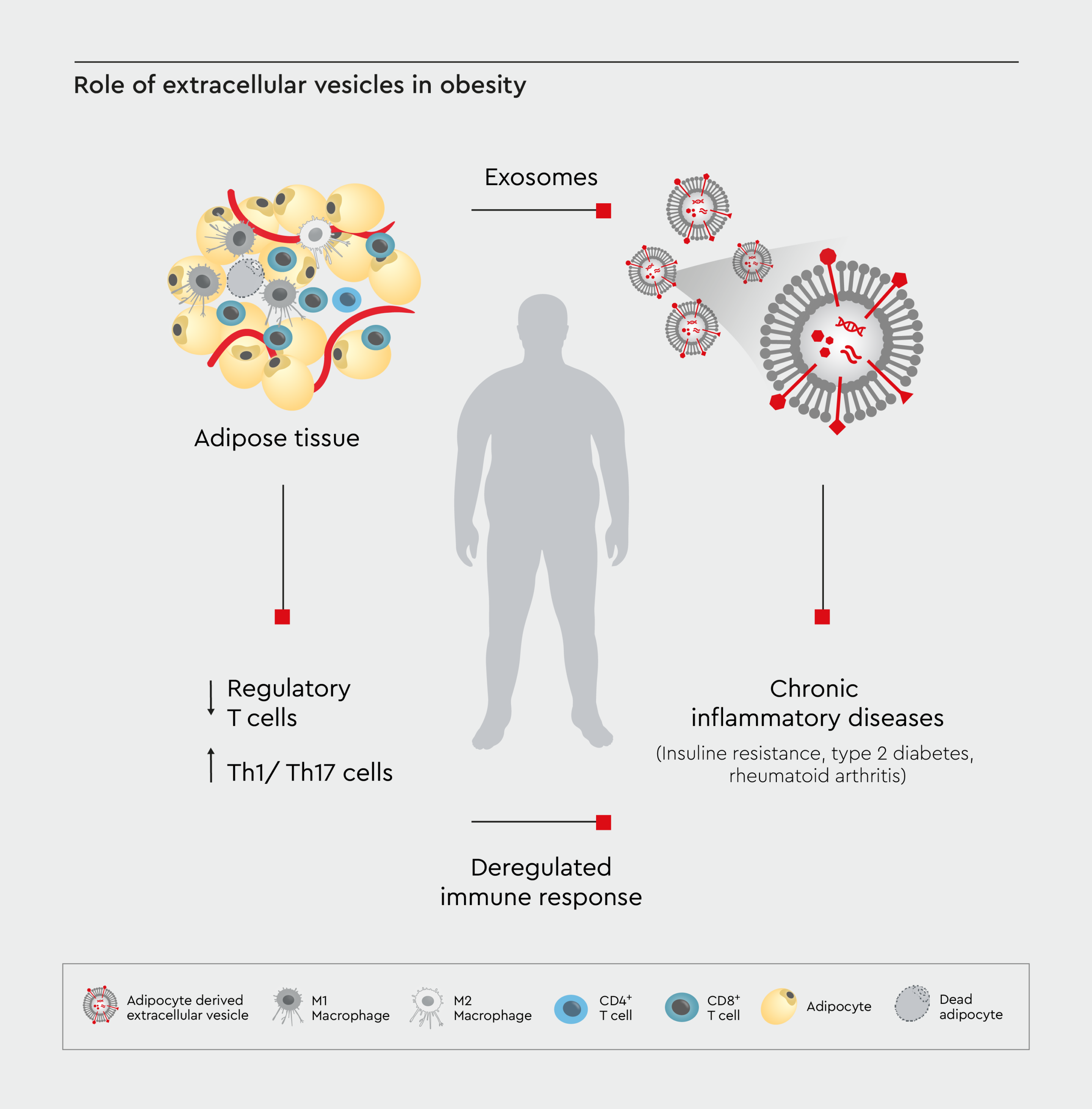 A schematic diagram showing the role of extracellular vesicles in the communication between the organs in the context of obesity.