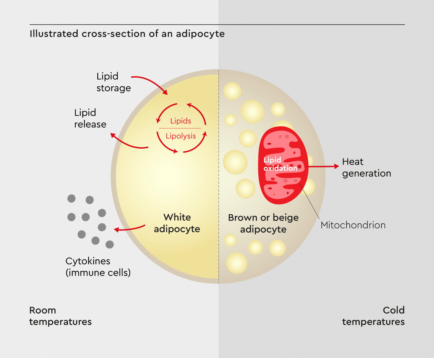 An illustrated cross section of an adipocyte, showing key cellular components and processes. 
