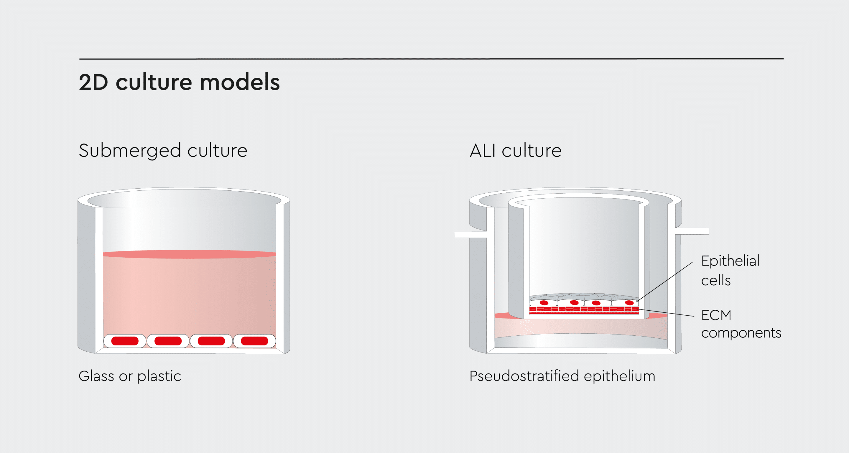 Side-by-side comparison of submerged culture and ALI culture as 2D culture models.