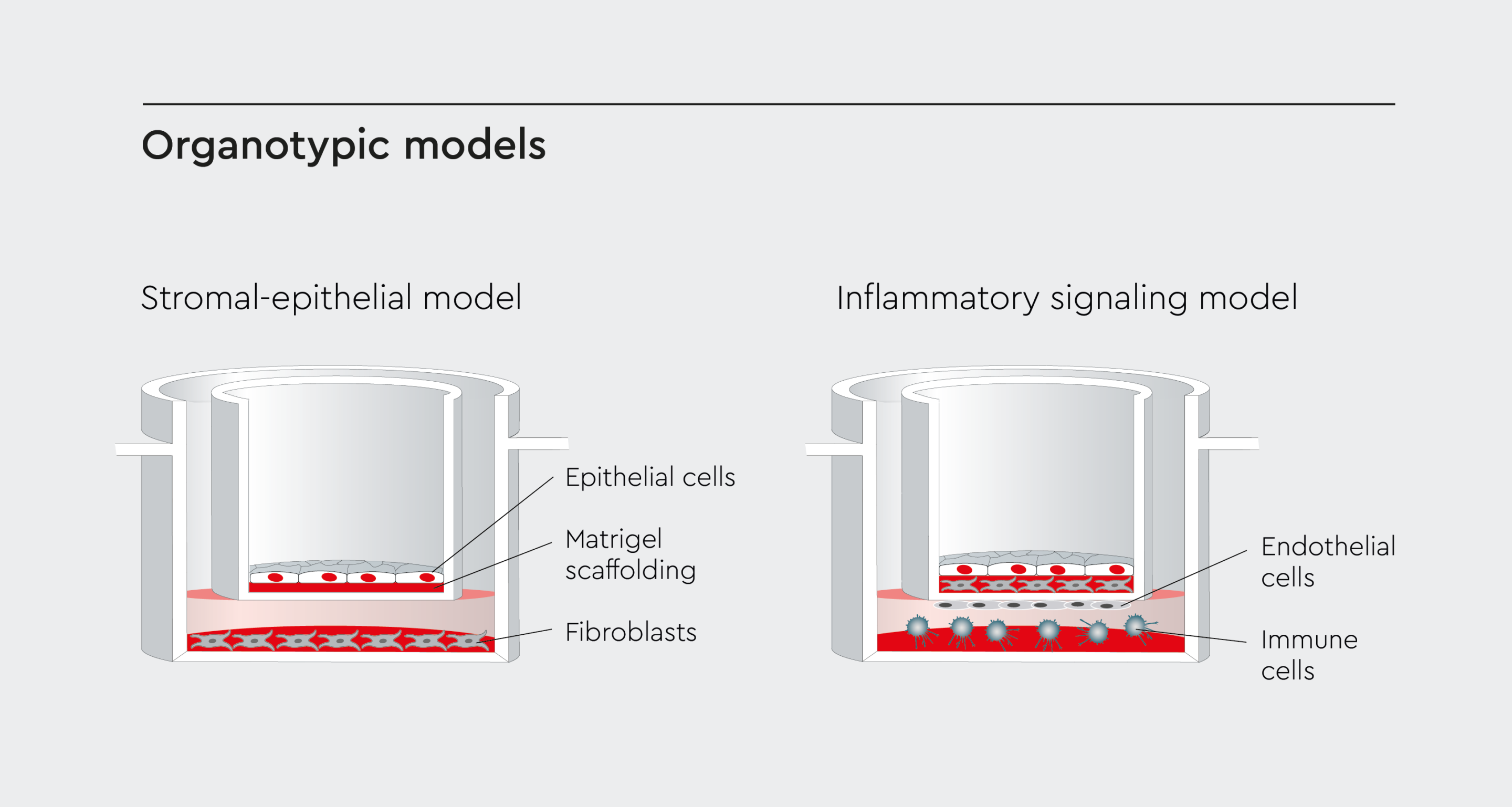 Stromal-epithelial and inflammatory signaling models in organotypic research. The schematic illustrates the interaction between cells within an organotypic model. 