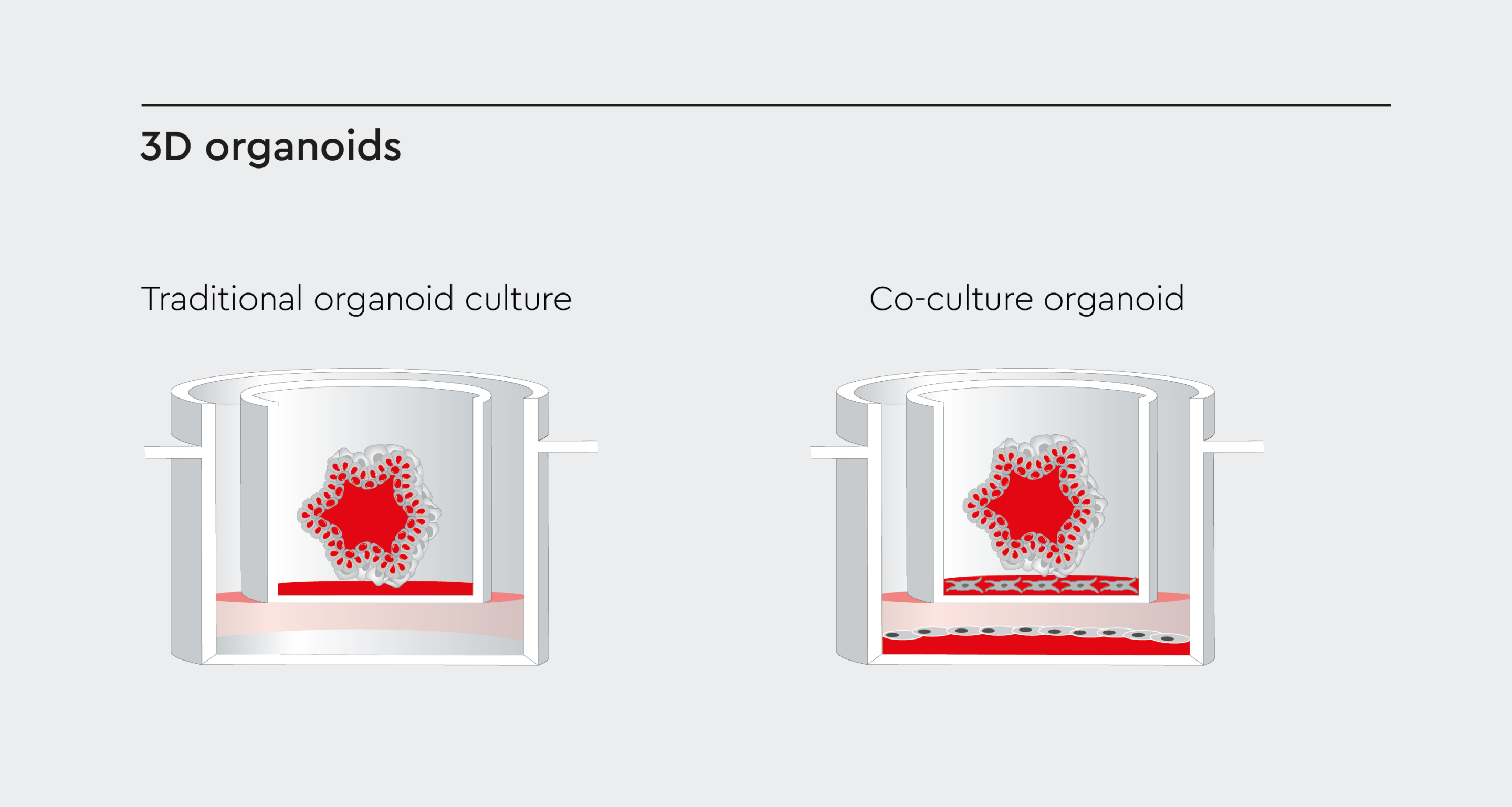 Traditional vs. co-culture organoid models.