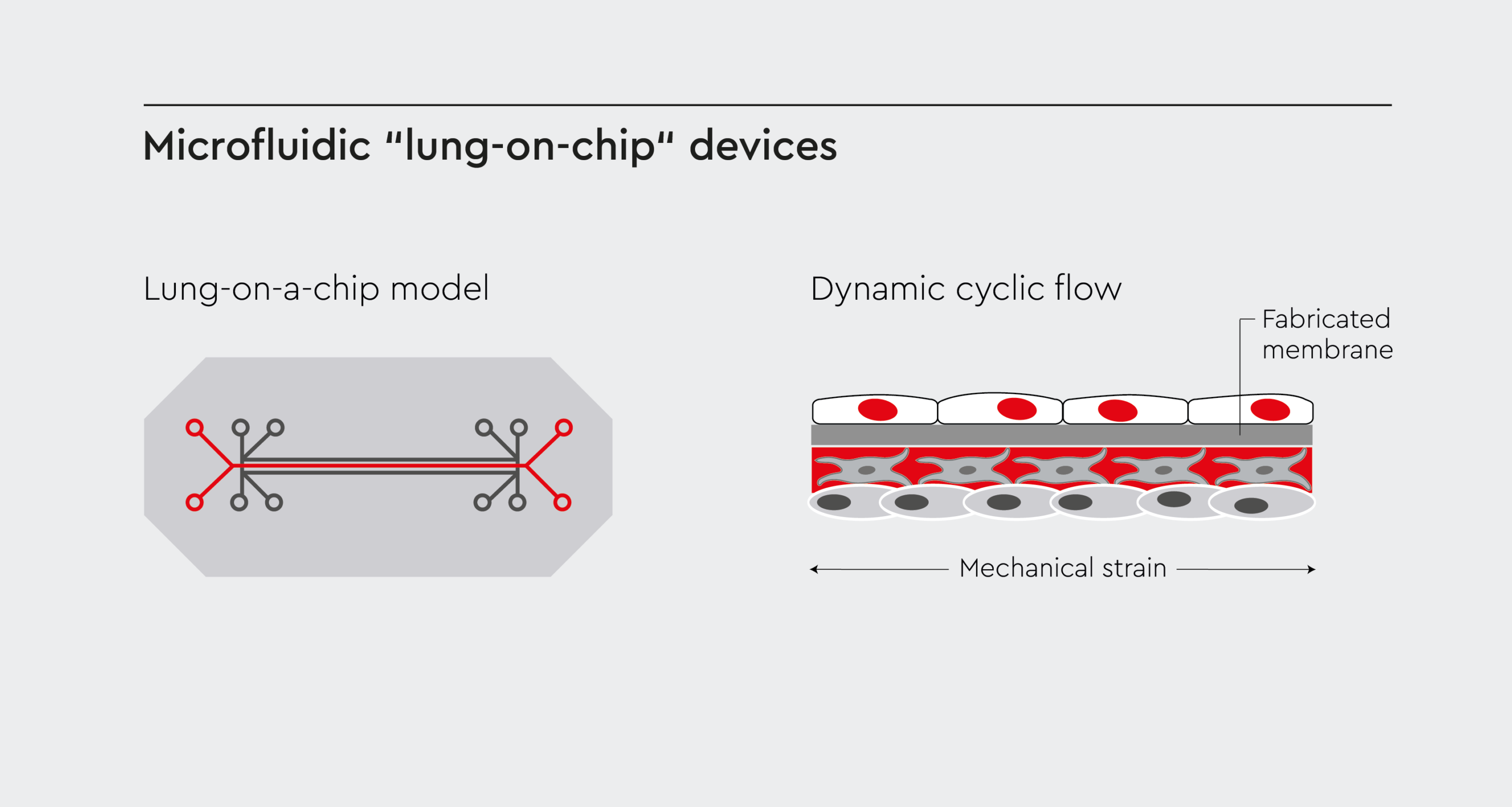 Microfluid lung-on-chip devices.