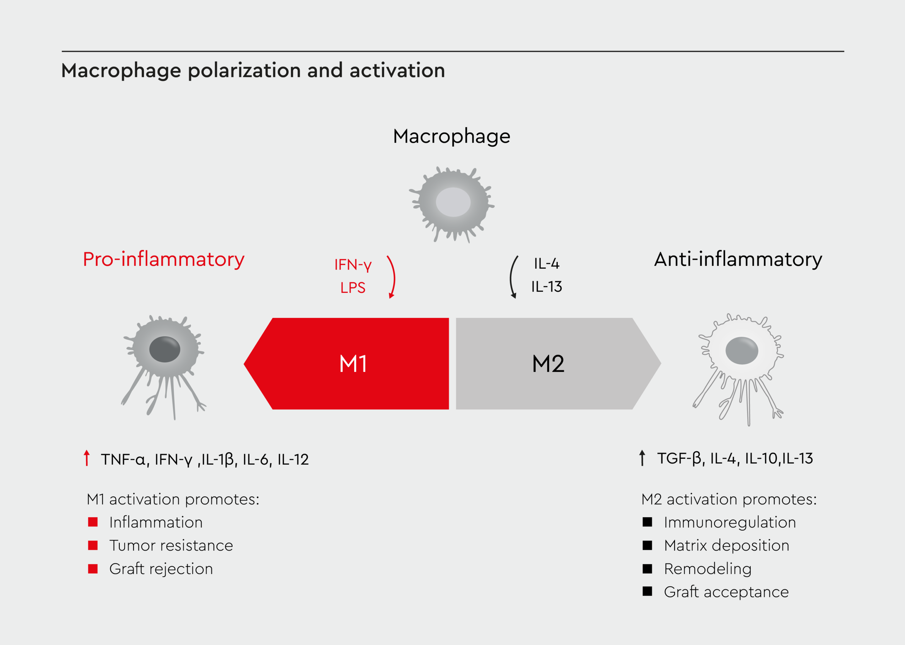 A visual representation of macrophage polarization.