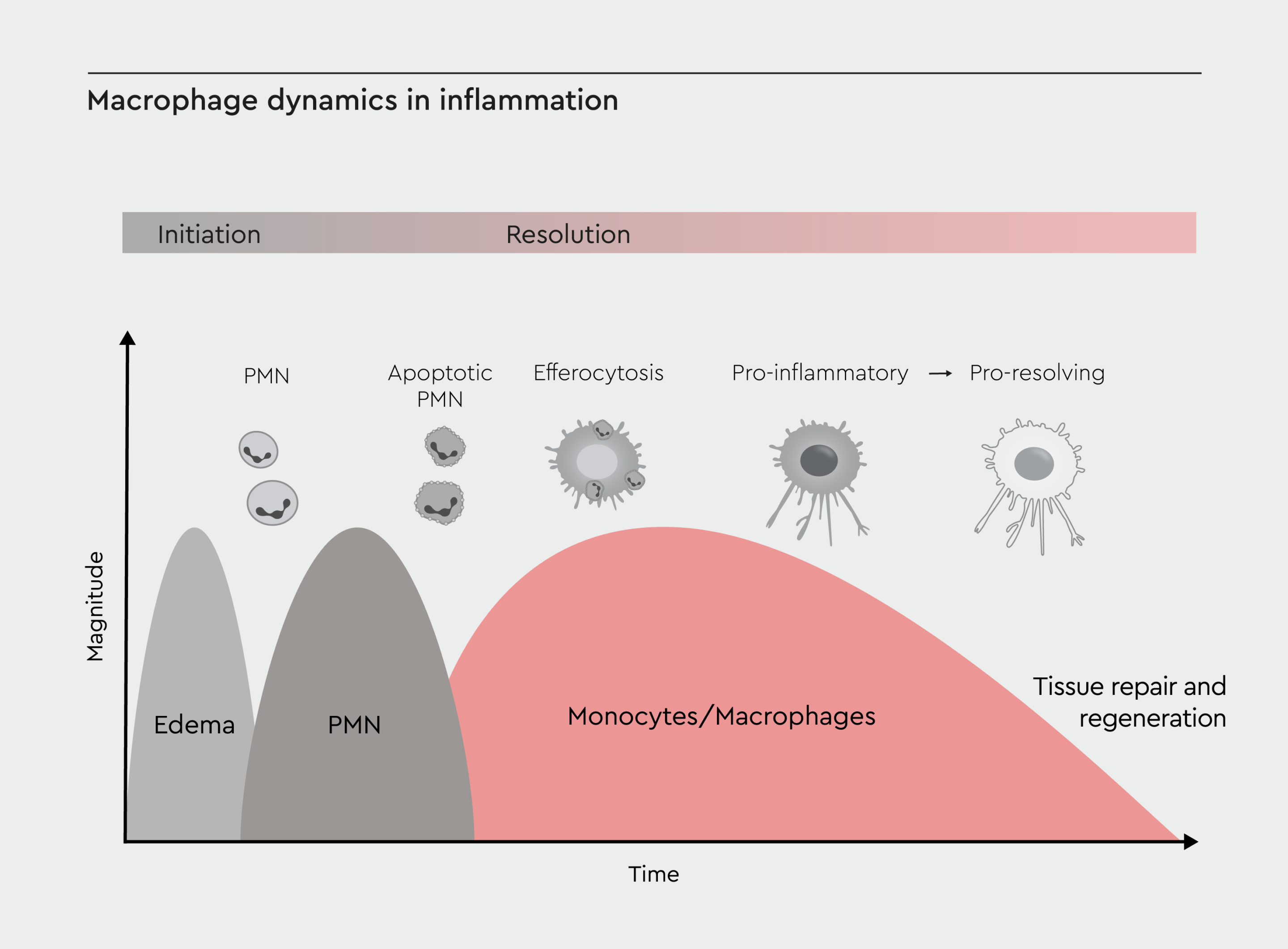 Timeline of inflammation, highlighting the roles of macrophages at different stages.