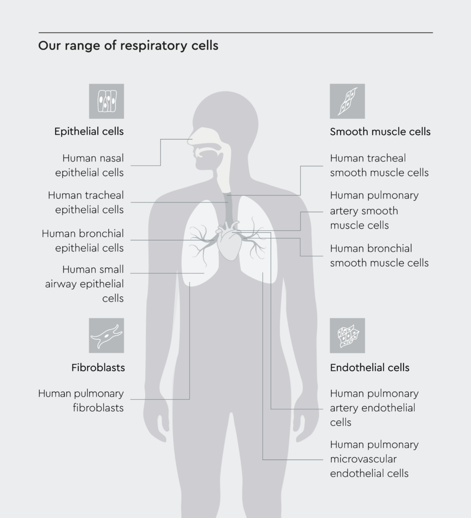 Human respiratory cell types to establish an in vitro lung model, including epithelial cells, endothelial cells, fibroblasts and smooth muscle cells.