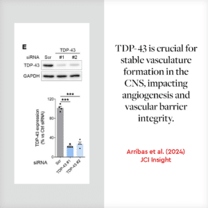 Citation of Arribas et al., (2024): TDP-43 is crucial for stable vasculature formation in the CNS, impacting angiogenesis and vascular barrier integrity.