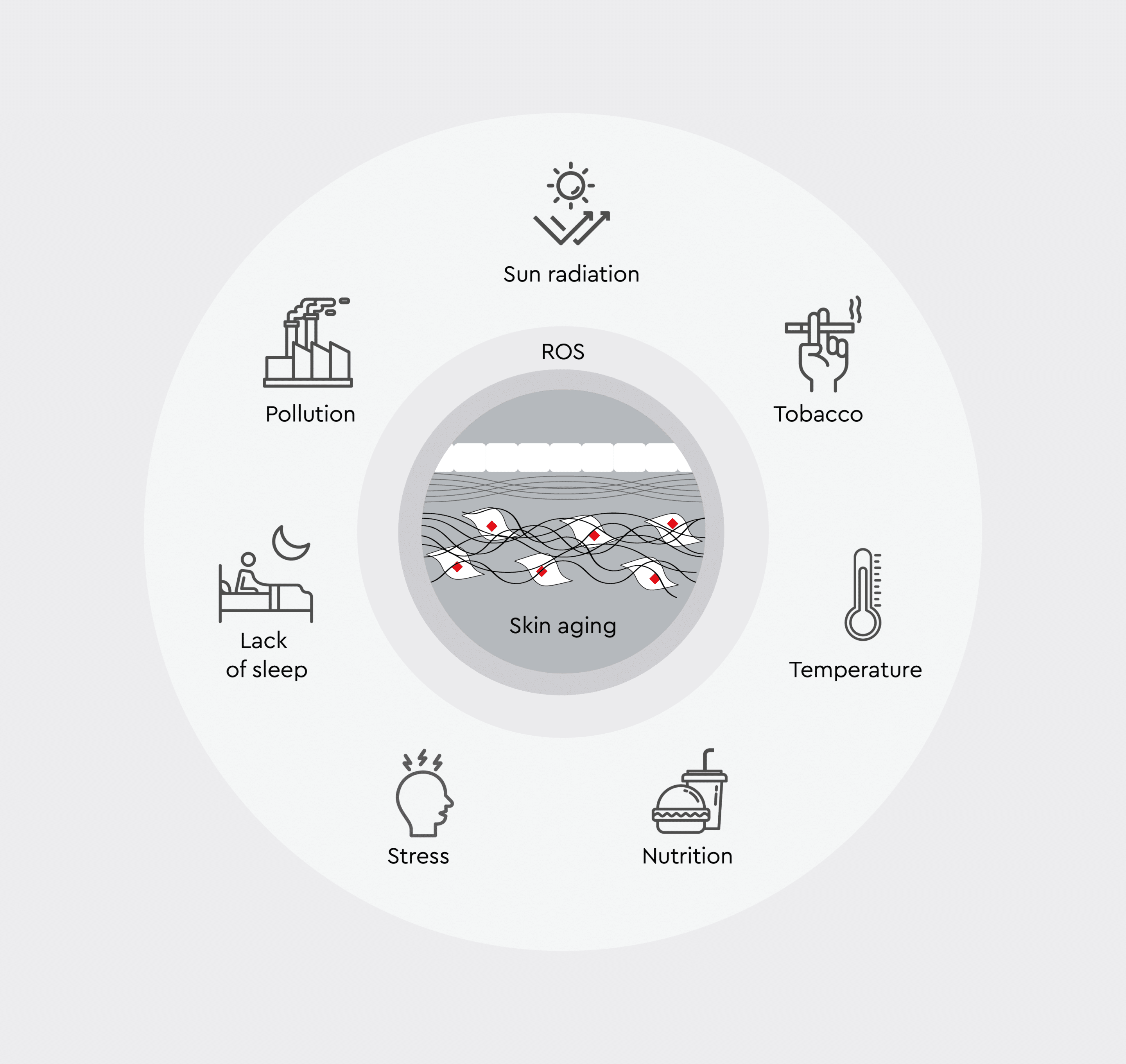 Formation and impact of reactive oxygen species (ROS) and free radicals.