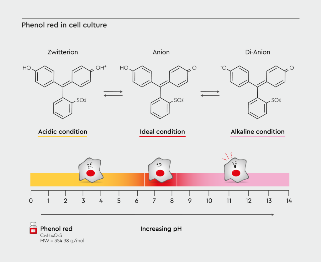 Visual representation of the color spectrum along the pH value range from yellow (acidic) to pink (alkaline), showing how cells react to it.