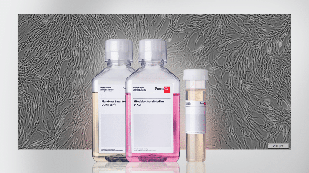 An image of media bottles of Fibroblast Growth Medium D-ACF for animal component-free dermatology research.