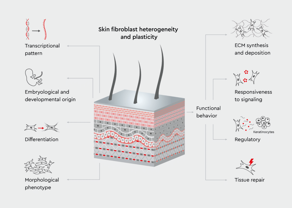 A diagram illustrating the role of fibroblasts in maintaining the architecture of the skin. The scheme highlights fibroblasts within the dermis, showing their interaction with surrounding cells and extracellular matrix (ECM) components. This interaction is crucial for maintaining the skin's structure, elasticity, and integrity.