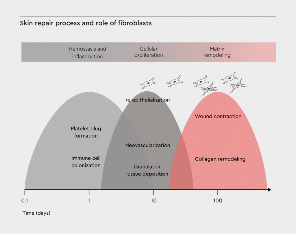 A diagram depicting the skin repair process and the role of dermal fibroblasts showing the three overlapping phases of wound healing: hemostasis/inflammation, proliferation, and matrix remodeling. It highlights the contribution of skin fibroblasts in ECM production, secretion of growth factors, and tissue remodeling during the healing process.
