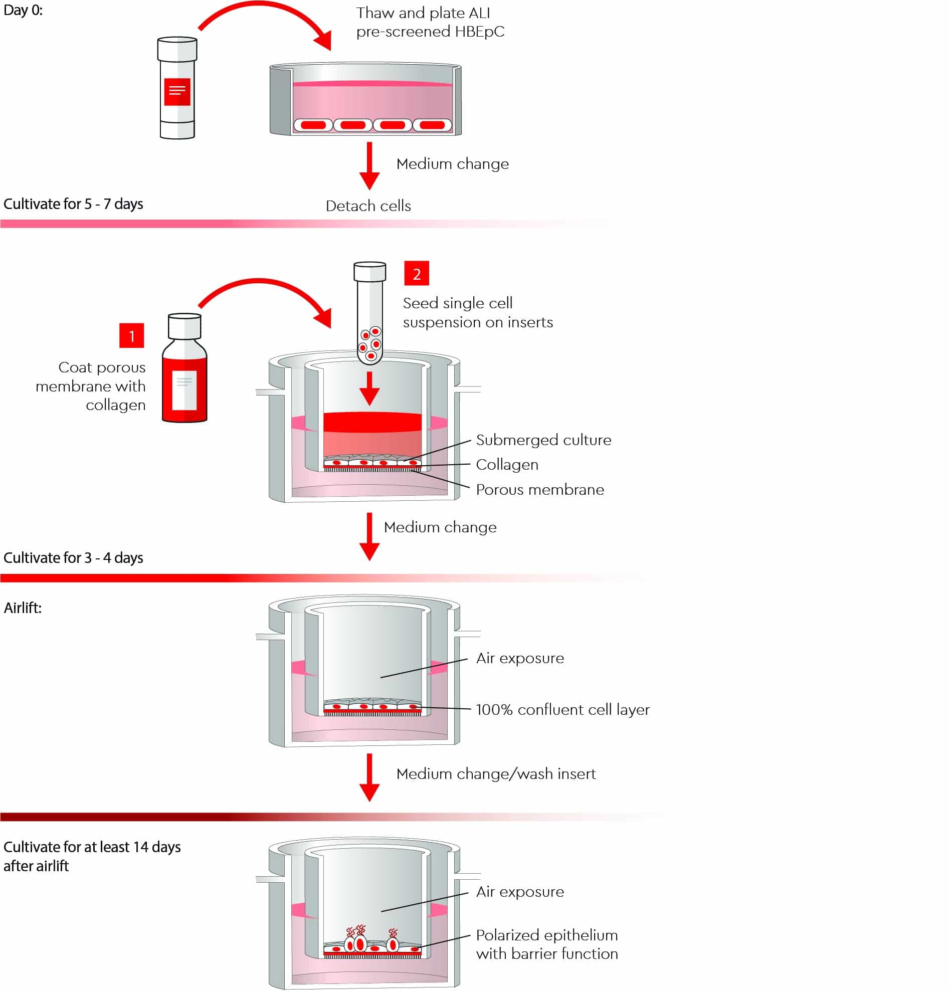 Stepwise ALI culture workflow showing bronchial epithelial cell expansion for five to seven days, seeding onto a collagen-coated porous insert, submerged culture for three to four days, air-lifting, and differentiation for at least 14 days