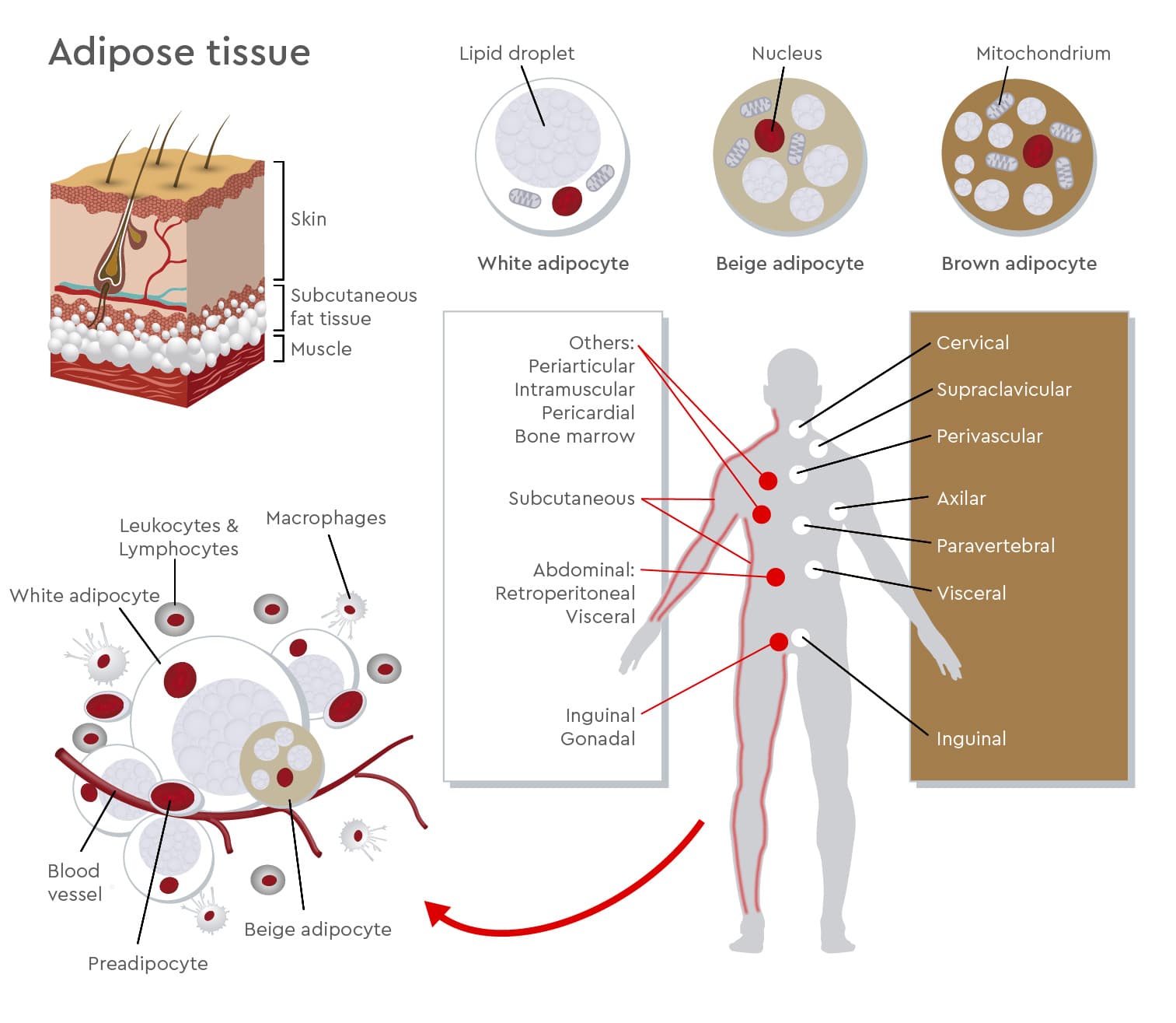 Adipose tissue structure and adipocyte diversity