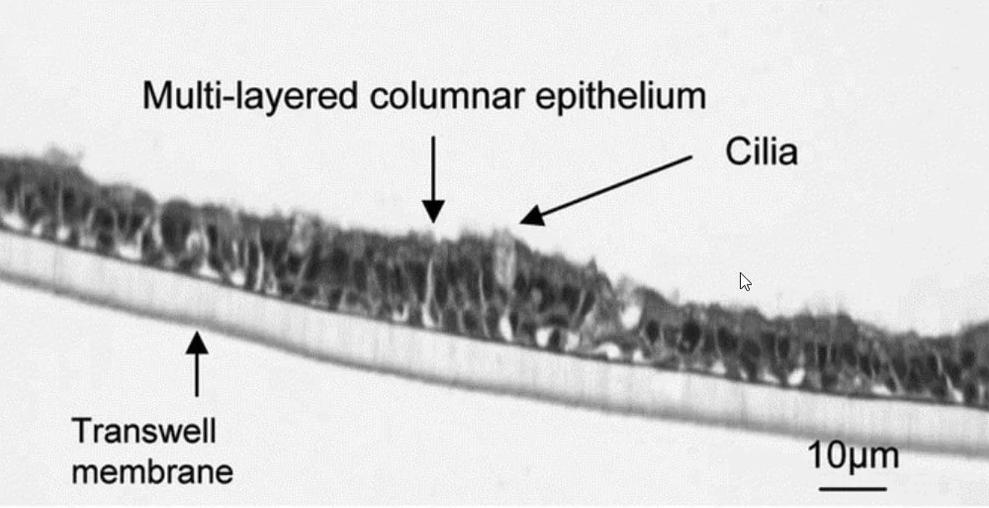 Microscopy image of differentiated bronchial epithelial cells on a Transwell membrane, showing a multilayered columnar epithelium and cilia on the apical surface.