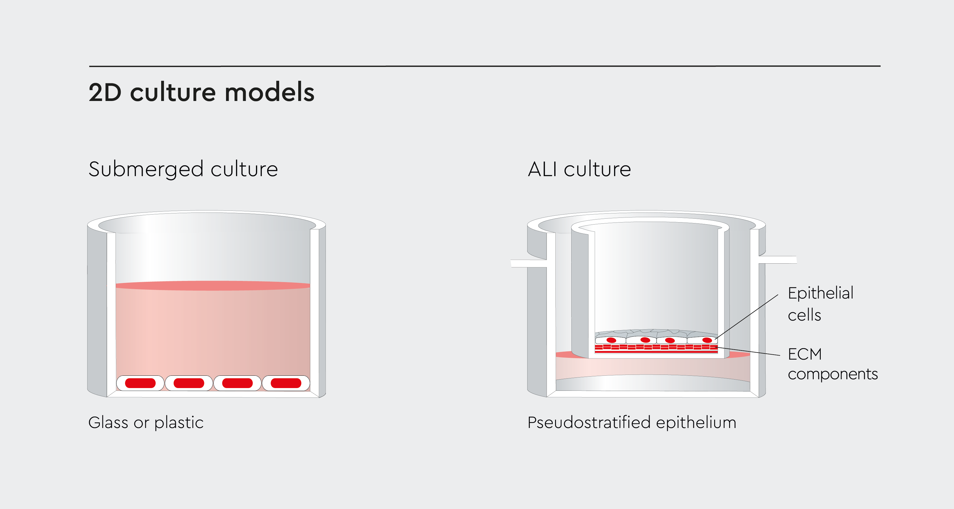 Side-by-side comparison of submerged culture and ALI culture as 2D culture models.