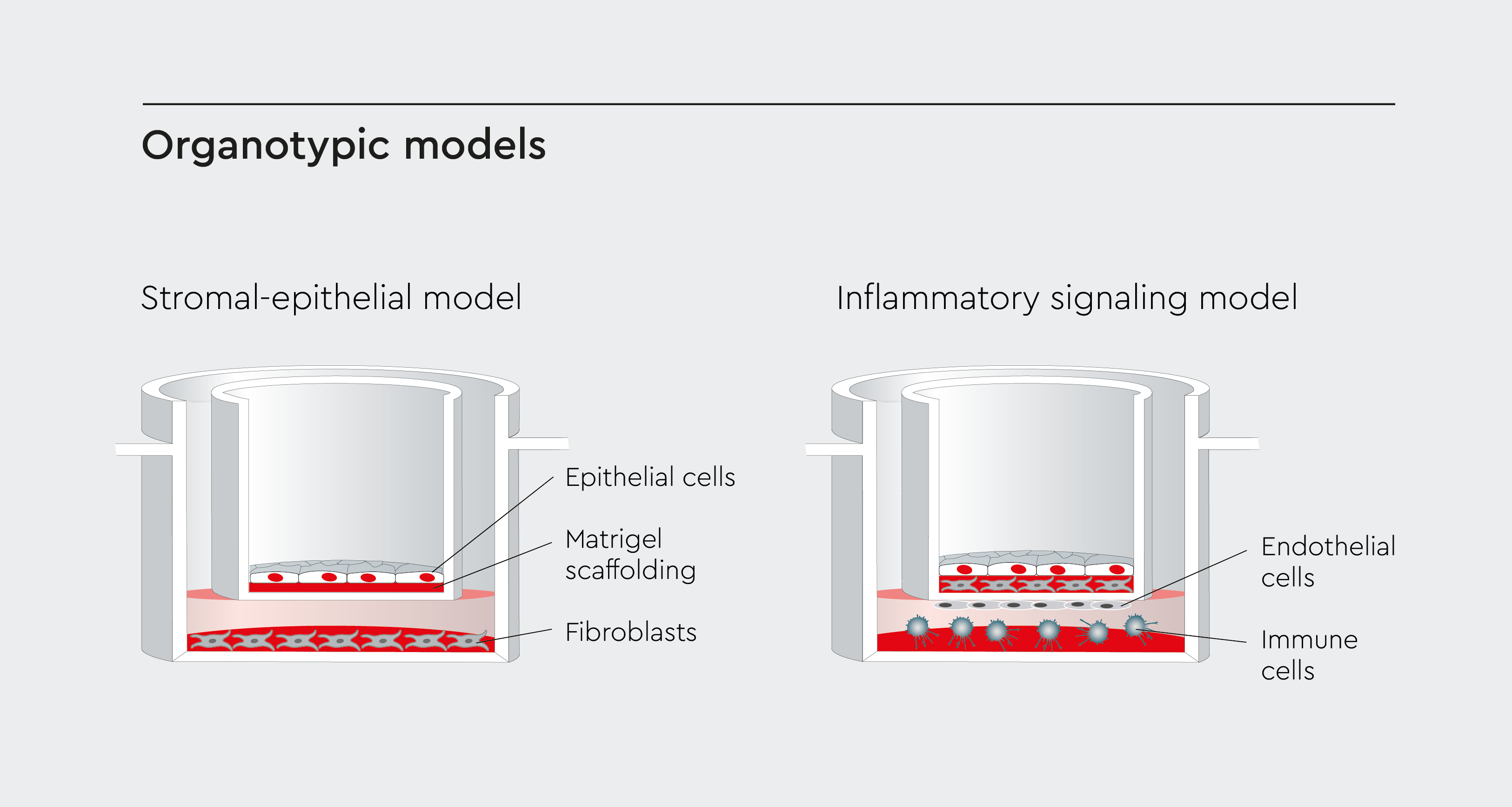 Stromal-epithelial and inflammatory signaling models in organotypic research. The schematic illustrates the interaction between cells within an organotypic model. 