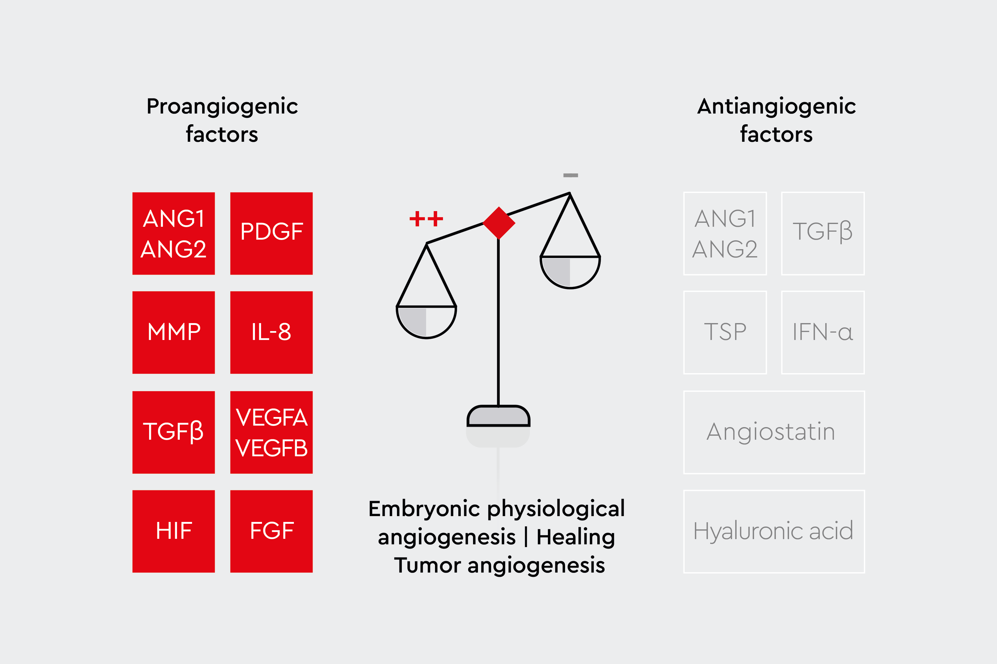 Pro-angiogenic factors (ANG1, ANG2, PDGF, MMP, IL-8, TGF&beta;, VEGFA, VEGFB, HIF, FGF) promote blood vessel formation. Anti-angiogenic factors (ANG1, ANG2, TGF&beta;, TSP, IFN-&alpha;, Angiostatin, Hyaleuronic acid) inhibit it.