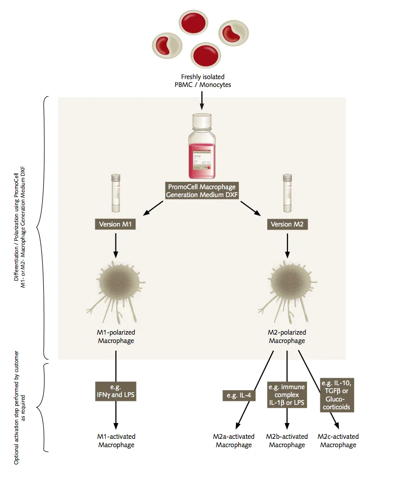 Infographic M1 and M2 macrophages using PromoCell Macrophage Generation Medium DXF