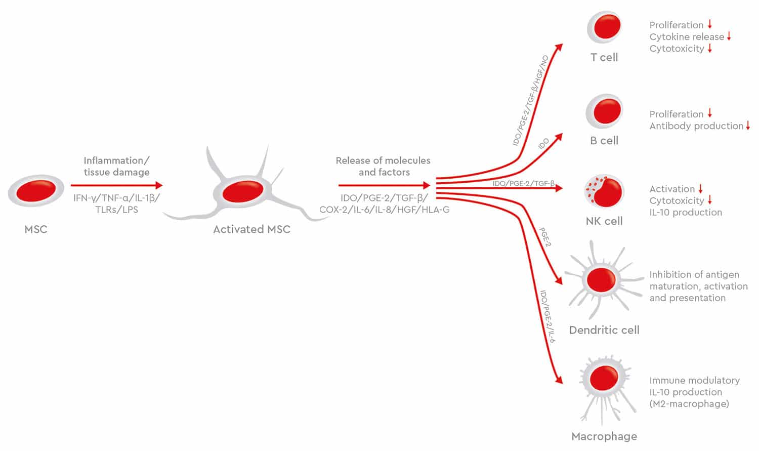 Immunomodulatory effects of MSCs