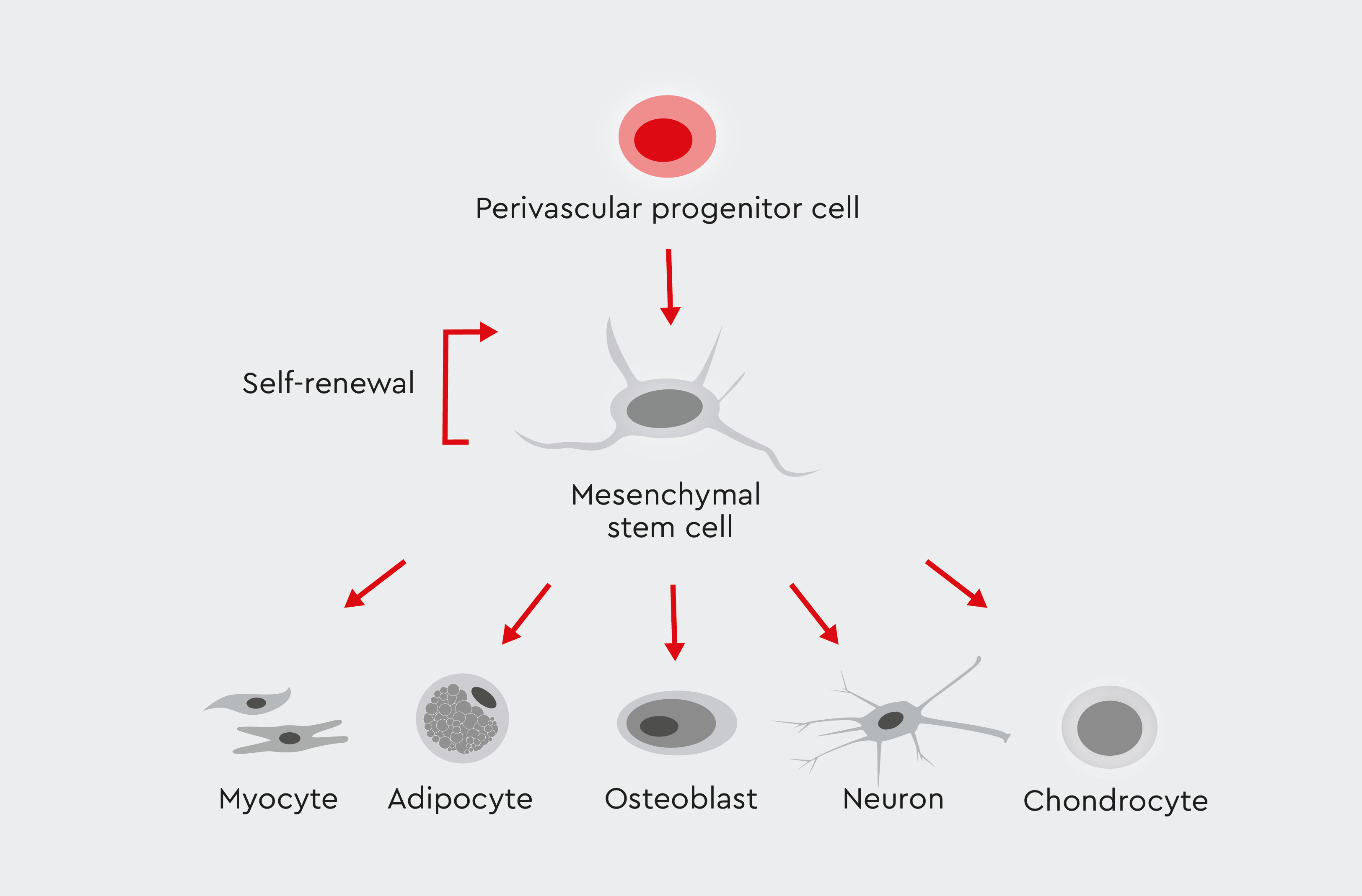 MSC differentiation infographic