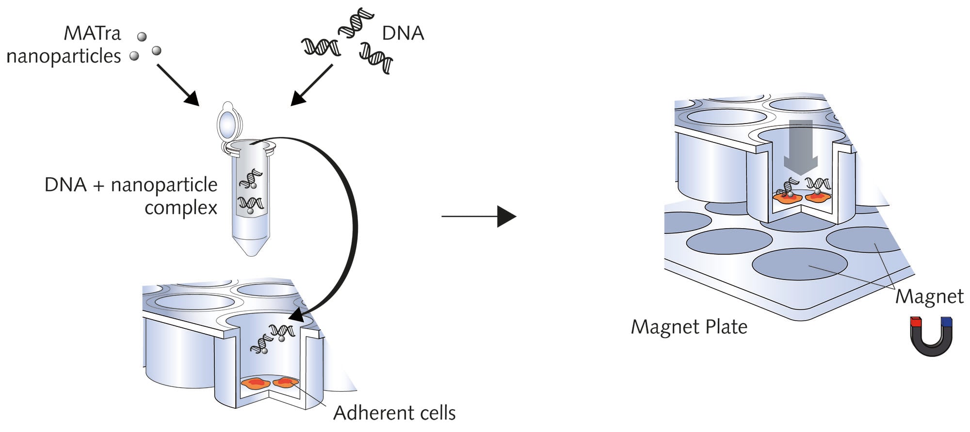 Magnet assisted Transfection Principle