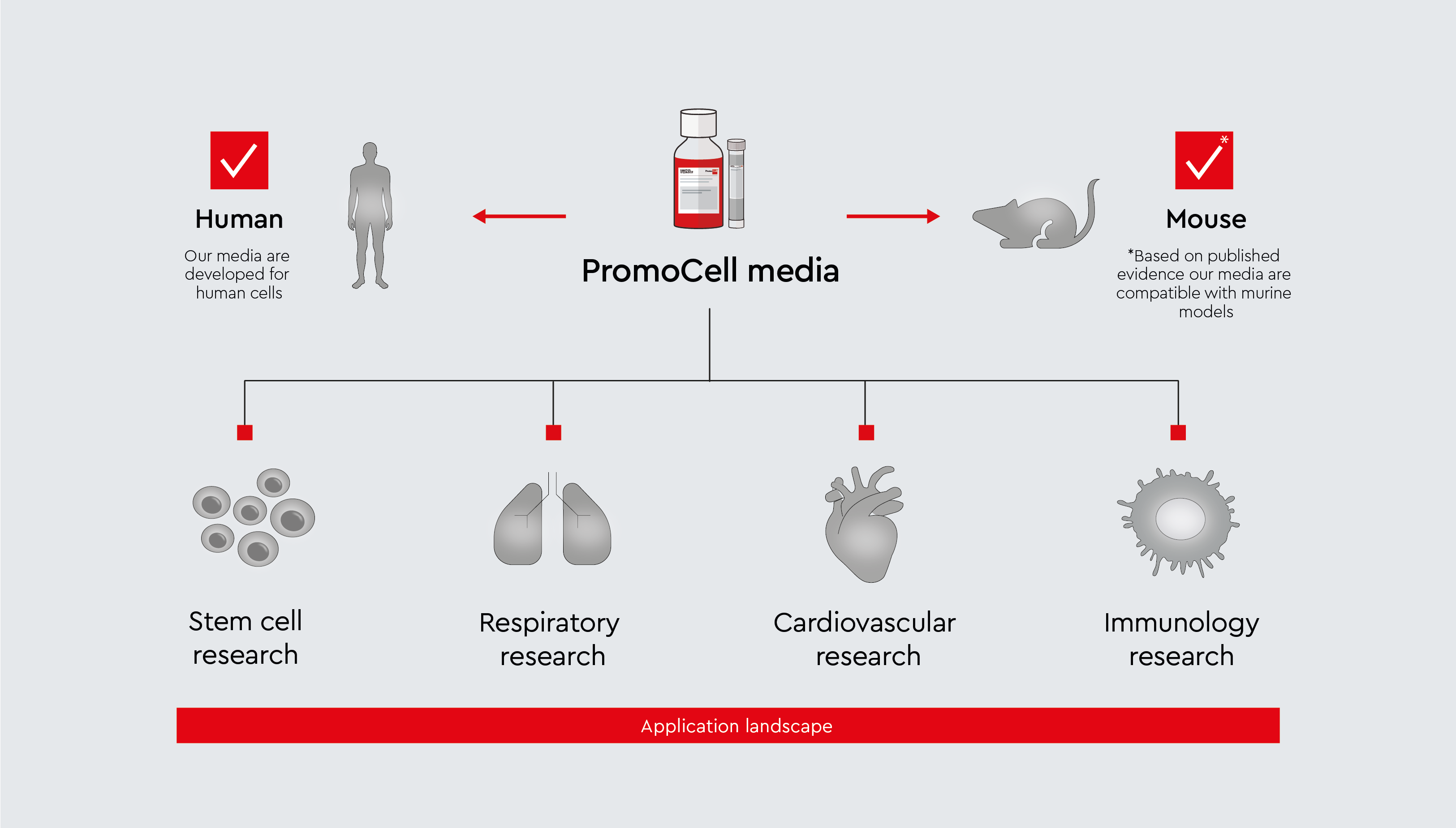 Scientific literature supports the use of PromoCell media in mouse and rat cell culture workflows across diverse research landscapes