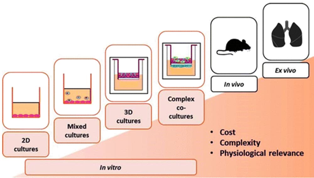 Diagram showing respiratory research models progressing from 2D cultures to mixed cultures, 3D cultures, complex co-cultures, in vivo models, and ex vivo lung tissue, with increasing cost, complexity, and physiological relevance.