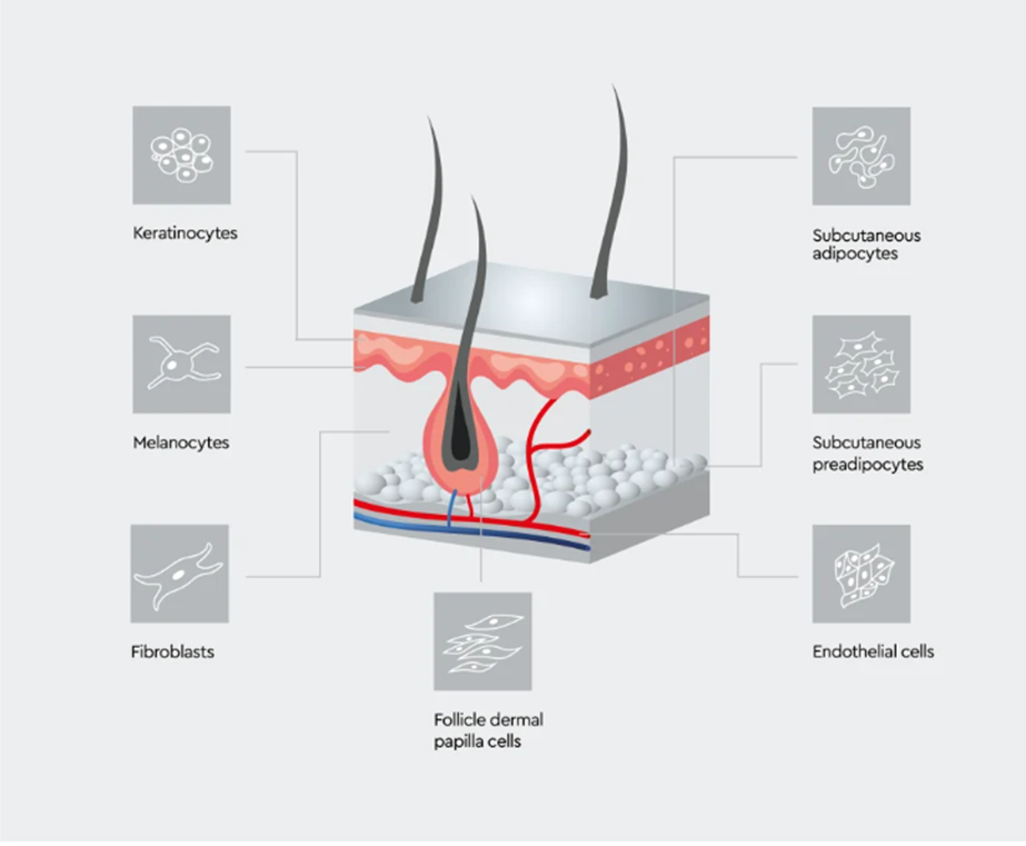 Schematic overview of skin-associated cell types, including keratinocytes, melanocytes, fibroblasts, follicle dermal papilla cells, endothelial cells, subcutaneous adipocytes, and subcutaneous preadipocytes.