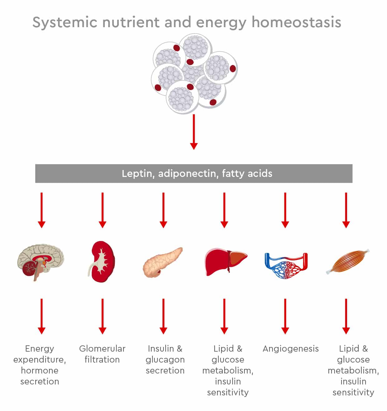 Adipose tissue contributes to systemic nutrient and energy homeostasis