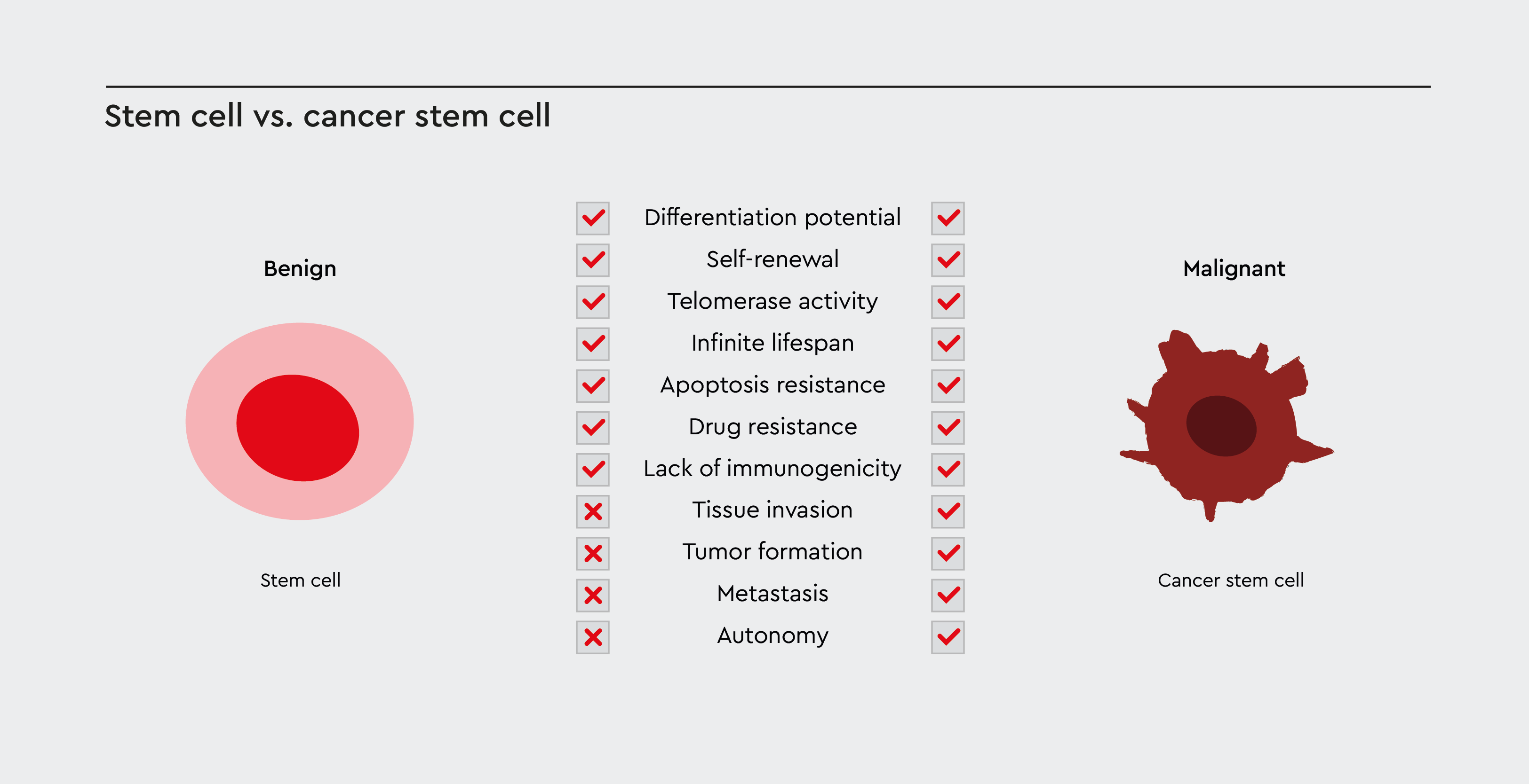 Stem cell vs. cancer stem cell
