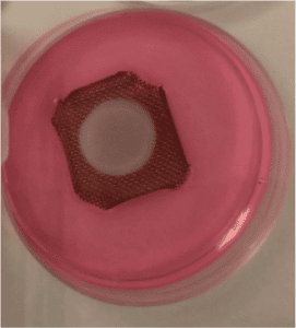 Using primary cells to develop skin constructs