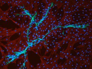 Interacting with endothelial cells