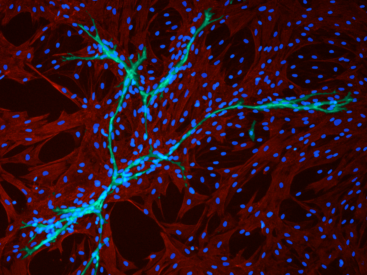 Interacting with endothelial cells