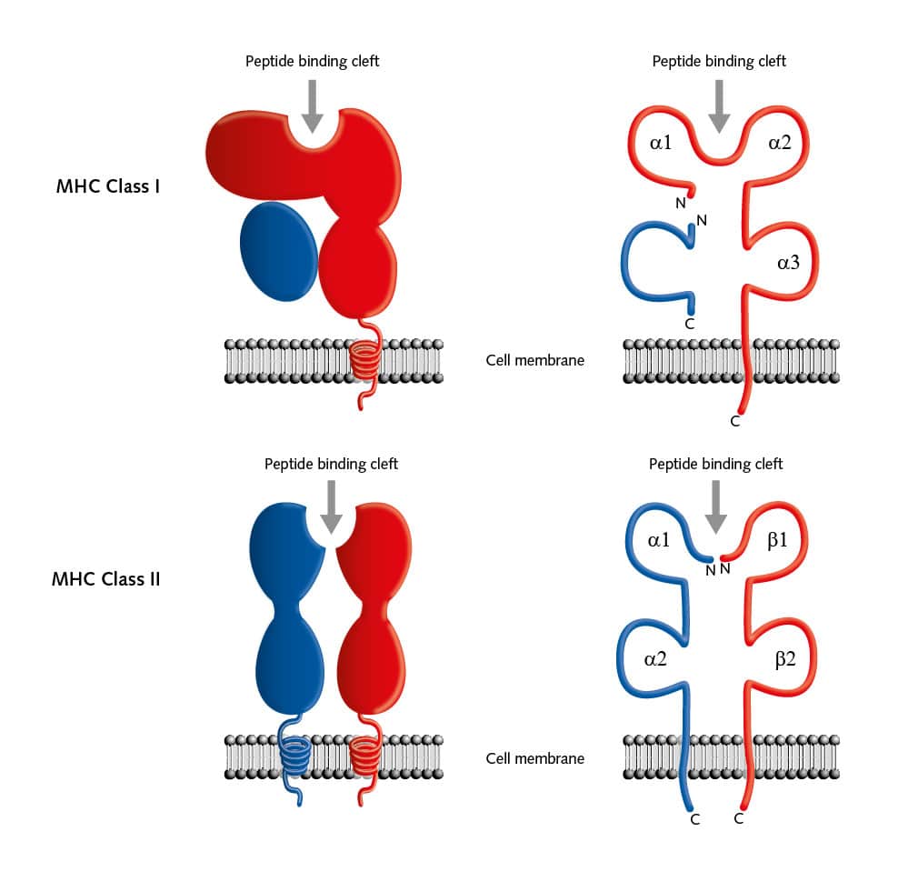 MHC molecules are presenting antigens to T cells