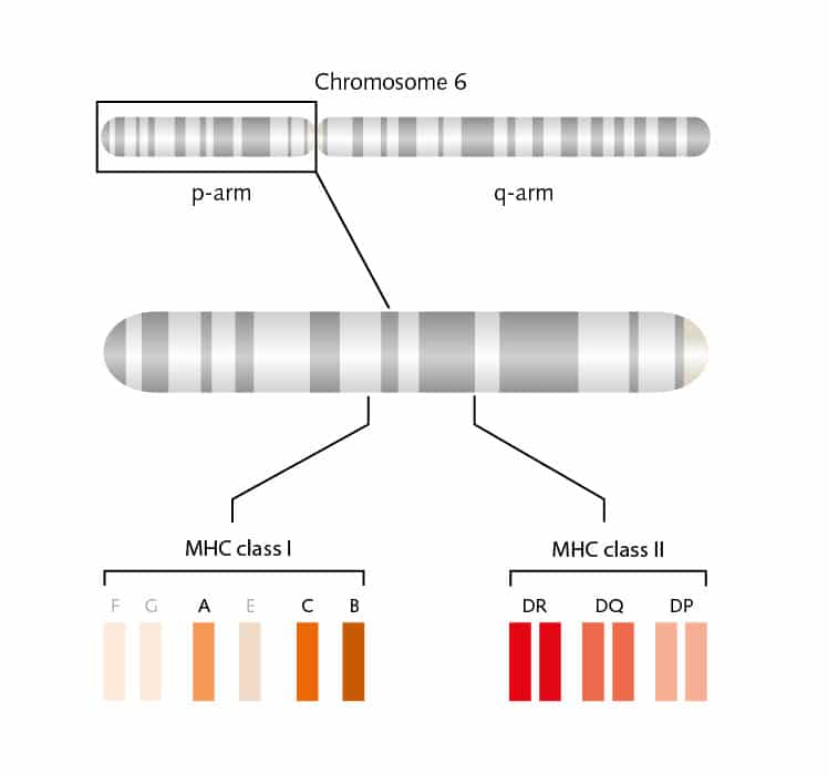 Gene regions encoding HLA molecules