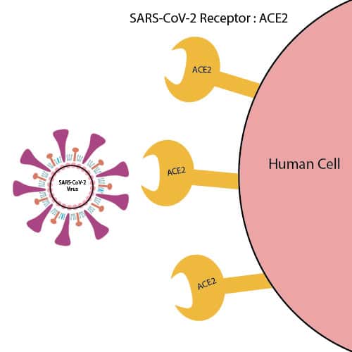 SARS CoV2 Receptor Figure