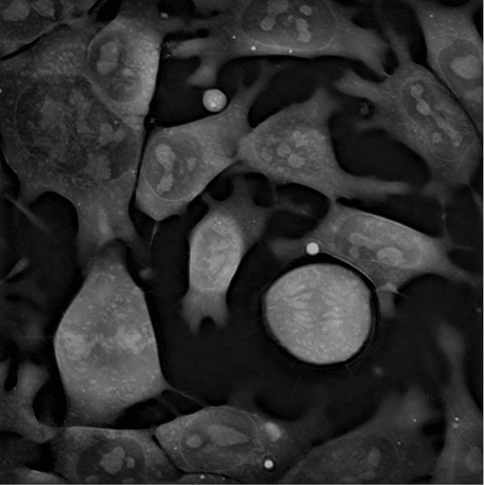 Mouse Embryonic Semcells