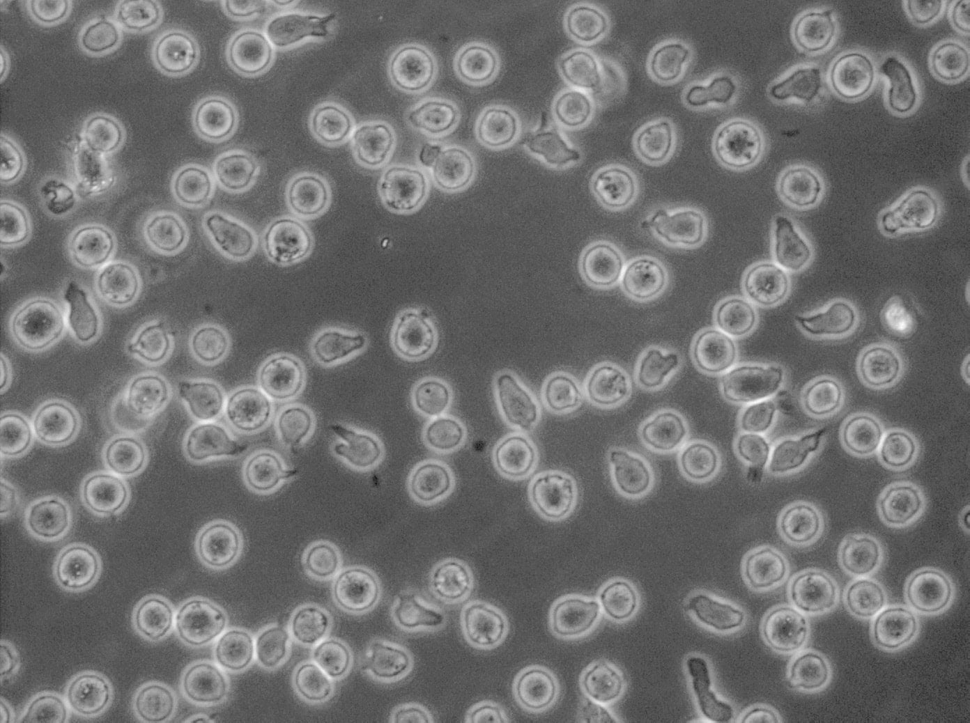 CD34+ progenitor cells