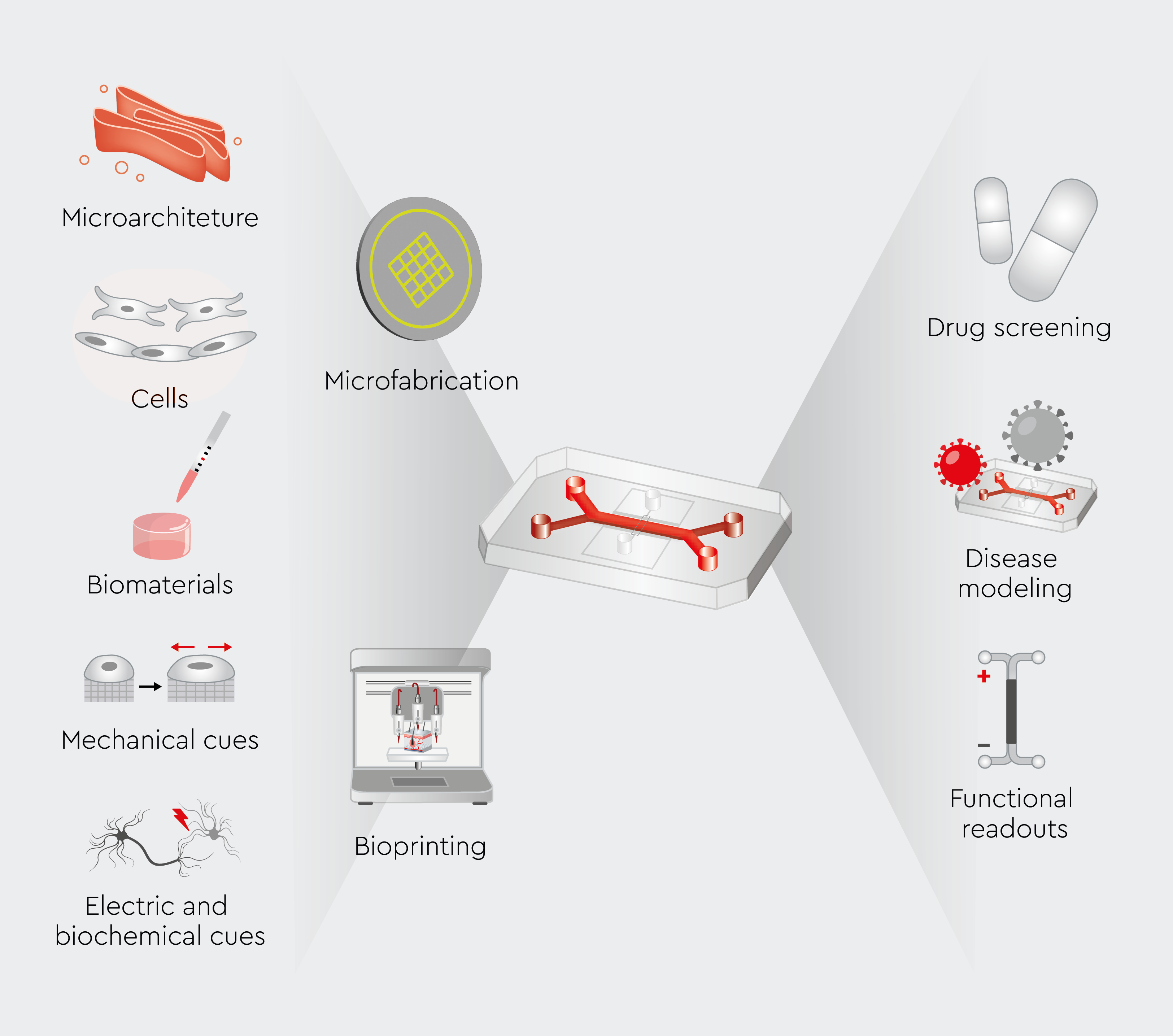 Representation of organ-on-a-chip technology, highlighting the key components, structural layout, and design features of the system.