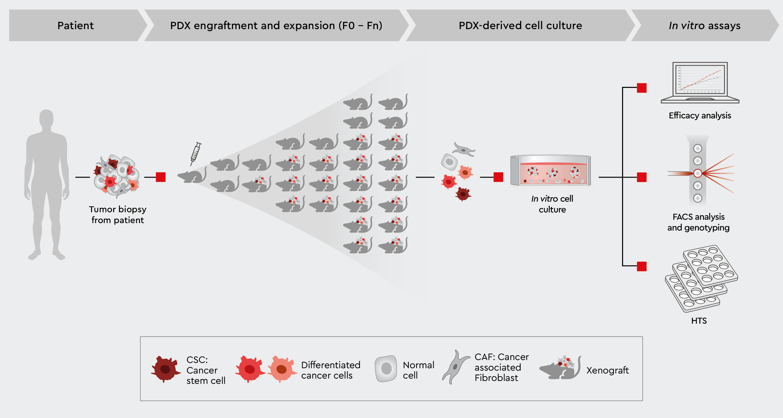 Overview of patient-derived xenograft model