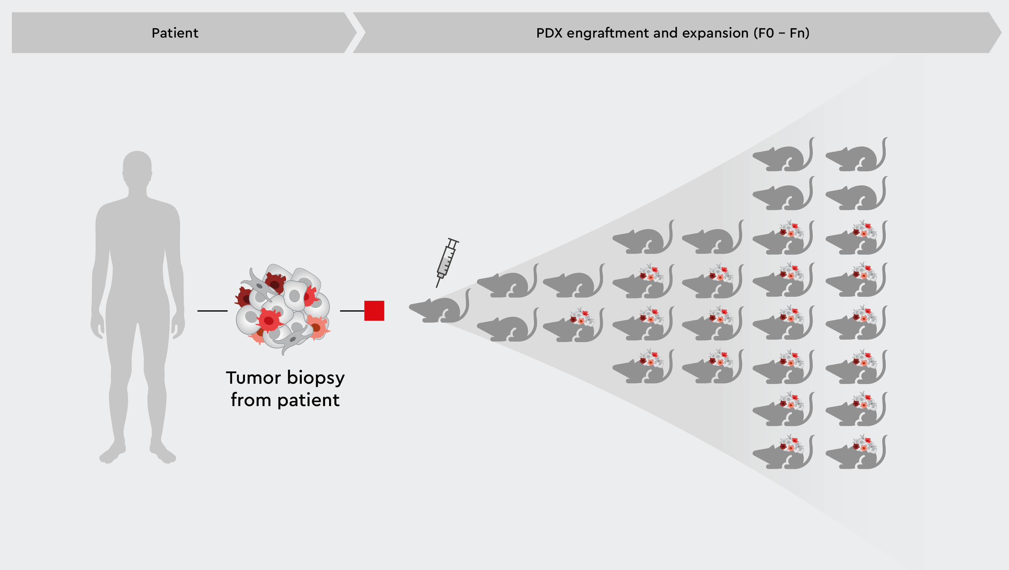 Illustration of PDX mouse and rat models