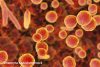 Mycoplasma Contamination of Cell Culture