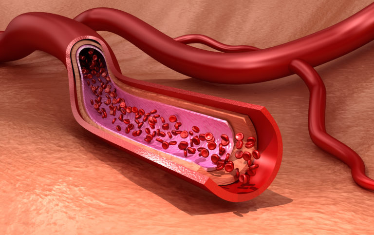 Endothelial Cells - What You Should Know - PromoCell PromoCell