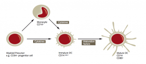 Maturation scheme of myeloid dendritic cells