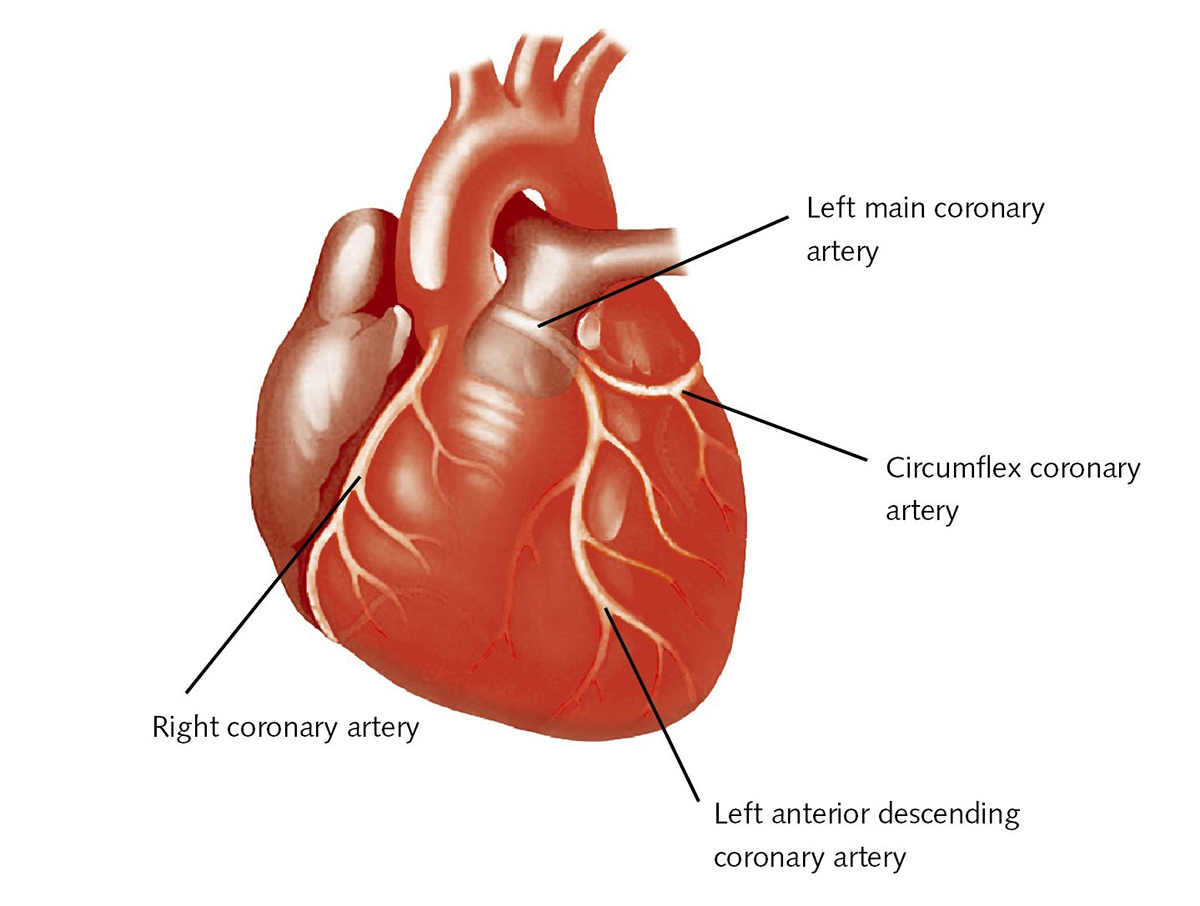 human-coronary-artery-smooth-muscle-cell-culture-coronary-artery-schematic