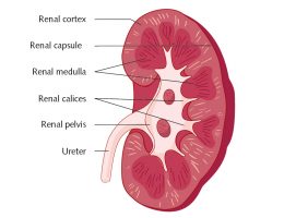 Human Renal Epithelial Cells (HREpC) | PromoCell