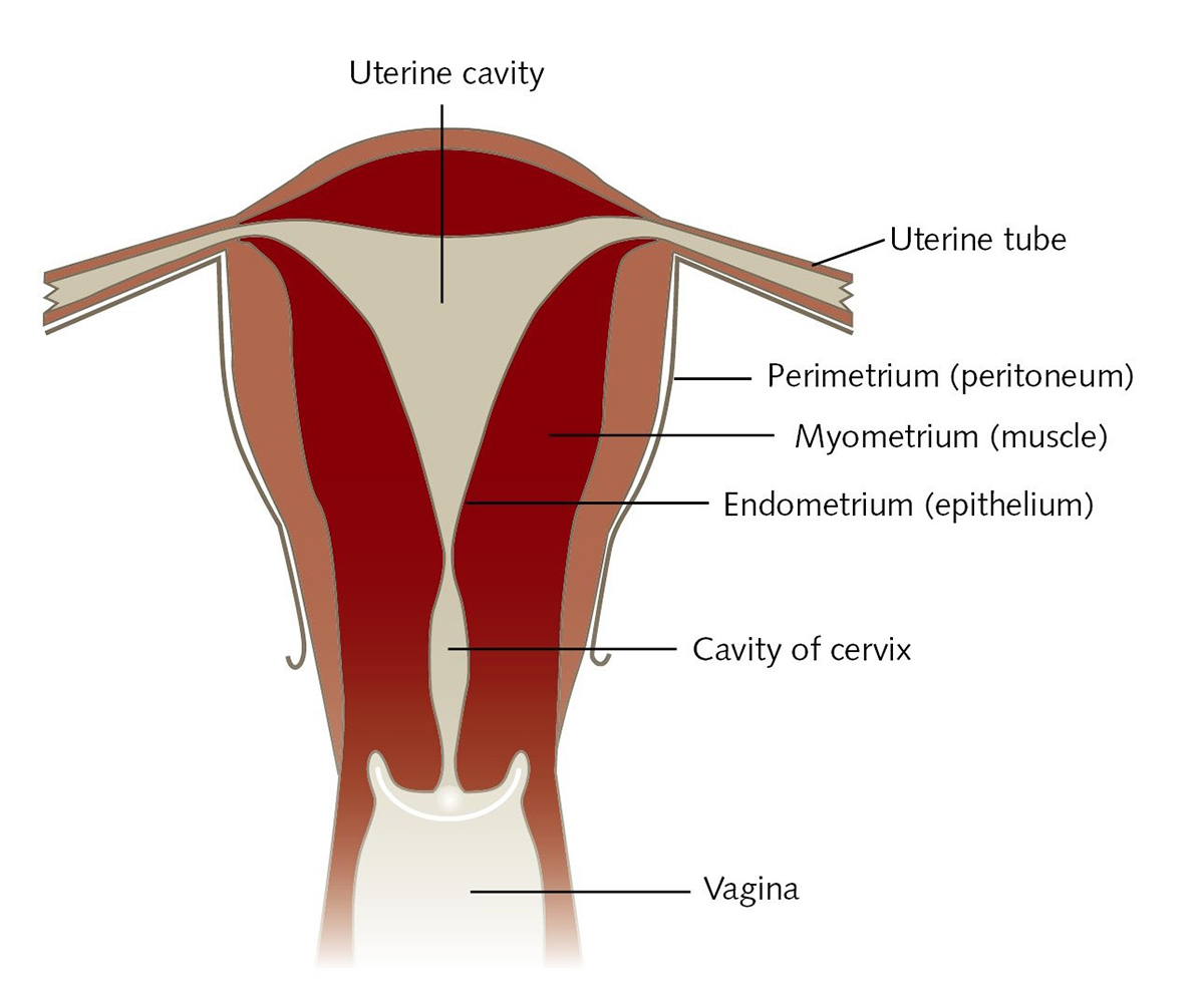 Human uterine smooth muscle cells uterus schematic