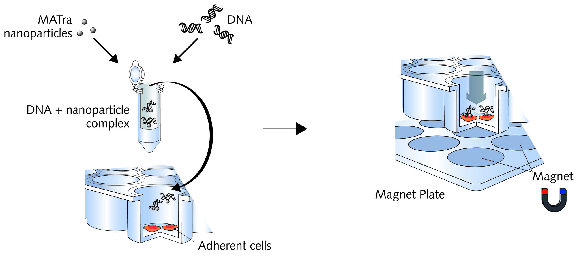 Magnet assisted Transfection Principle